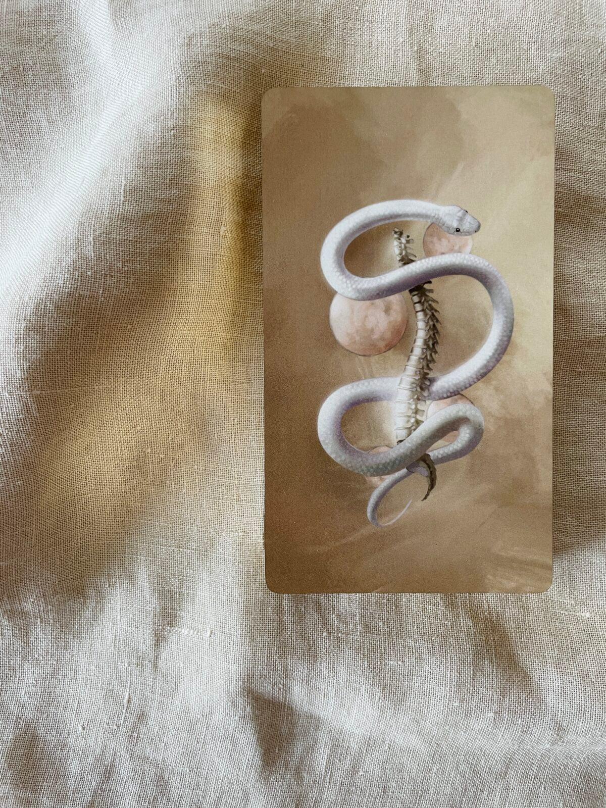 Bone Codes Oracle + Guidebook by Ash Stinson